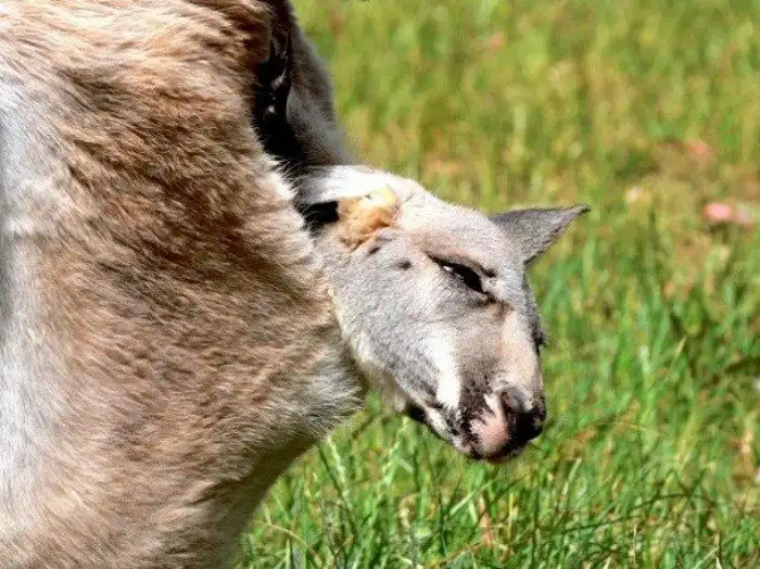 Удивительные факты про кенгуру, которые вы могли не знать