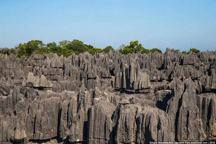 Это стоит увидеть своими глазами! Каменный лес Цинги