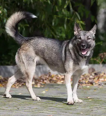 В добрые руки