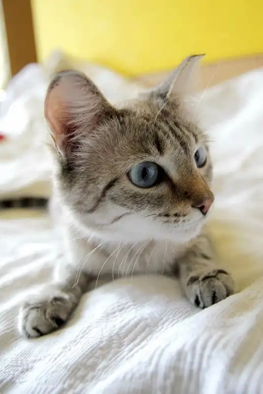 Отдам кошечку Дайану