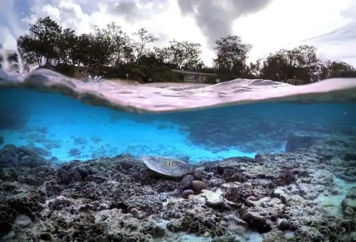 Животные, которые делают новости