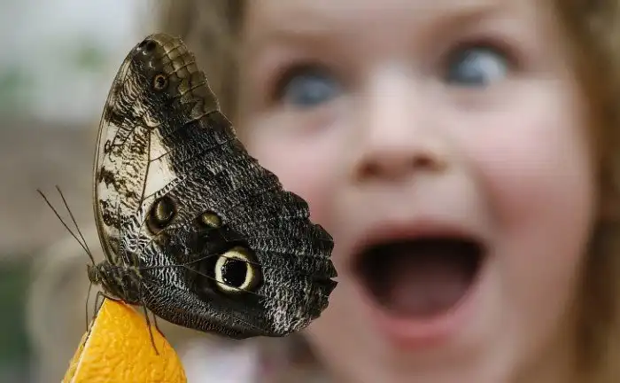 Животные, которые делают новости