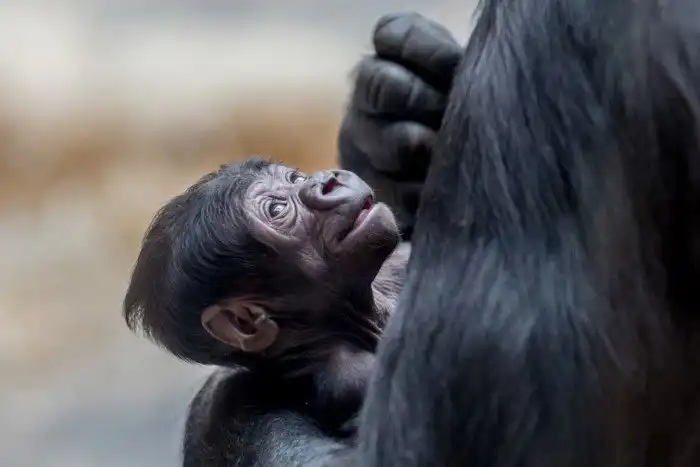 Животные, которые делают новости
