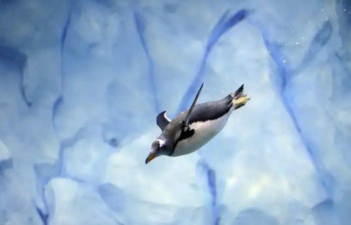 Животные, которые делают новости