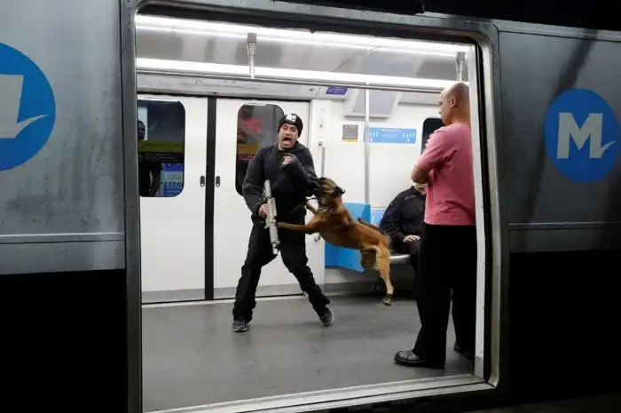 Животные, которые делают новости