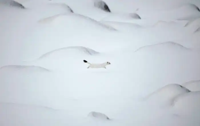 Животные, которые делают новости