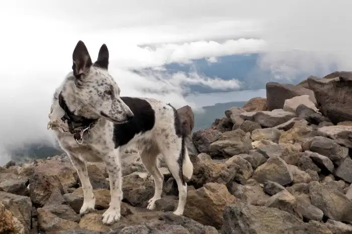 Четвероногие выживальщики: собаки, созданные для приключений