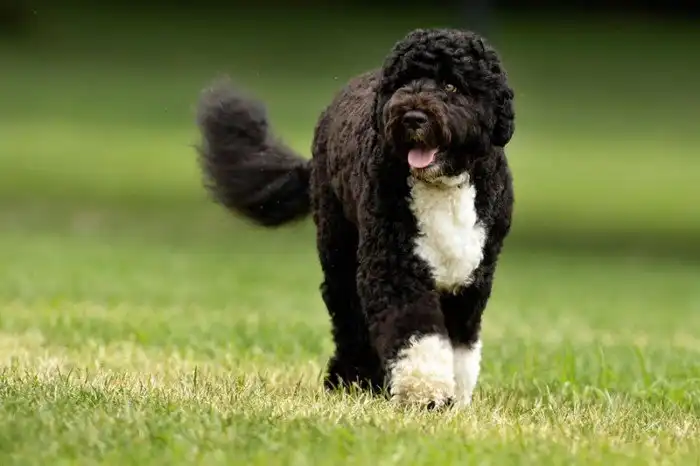 Четвероногие выживальщики: собаки, созданные для приключений