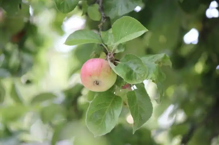 Самые странные и причудливые обычаи первой брачной ночи со всего мира