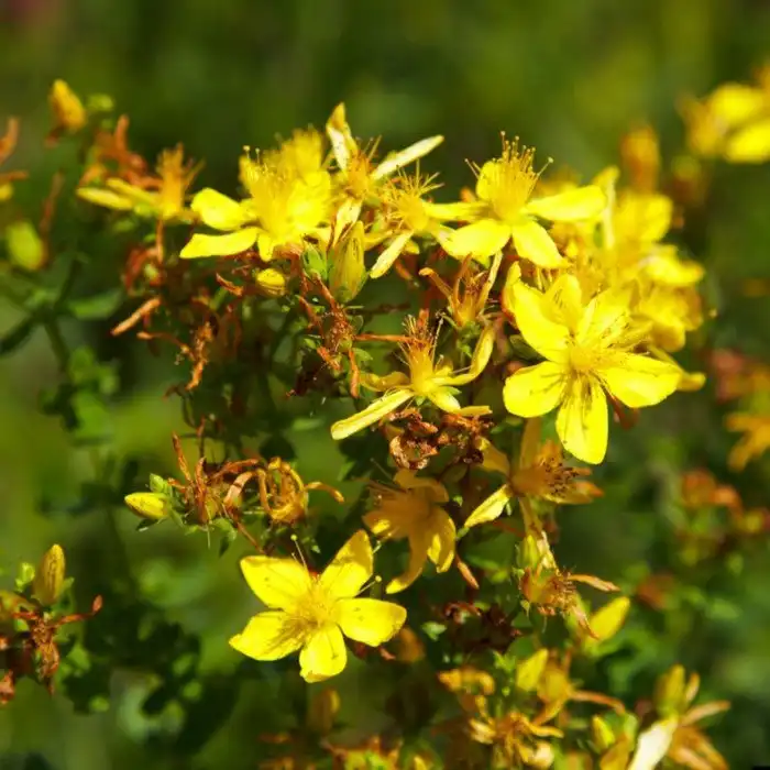 10 трав и специй, которые способствуют потере веса