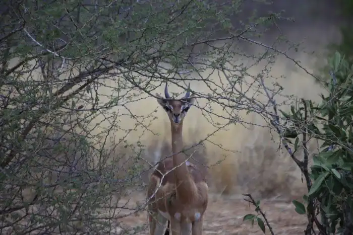 Геренук - животное, которое может прожить все лето без воды