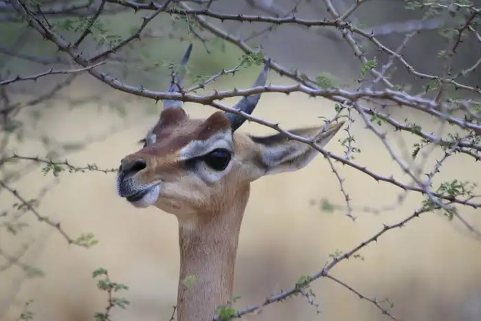 Геренук - животное, которое может прожить все лето без воды