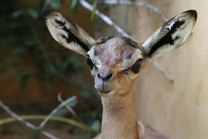 Геренук - животное, которое может прожить все лето без воды