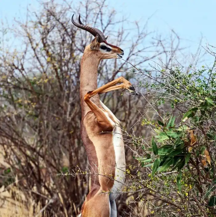 Геренук - животное, которое может прожить все лето без воды