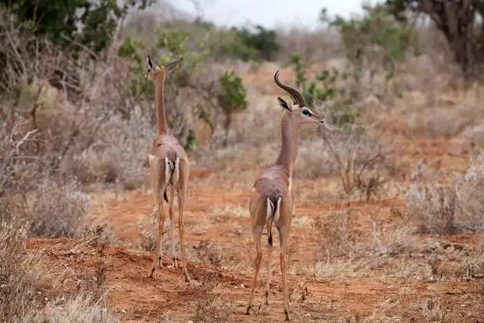 Геренук - животное, которое может прожить все лето без воды