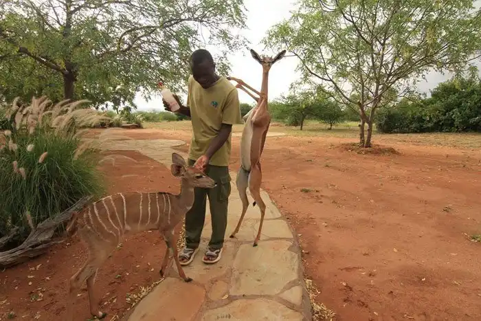 Геренук - животное, которое может прожить все лето без воды