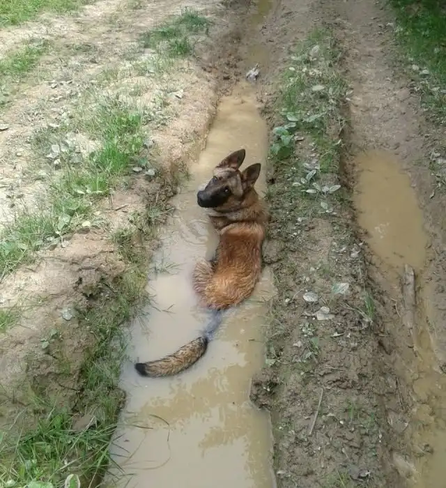 Немецкая овчарка знает, как спастись от жары