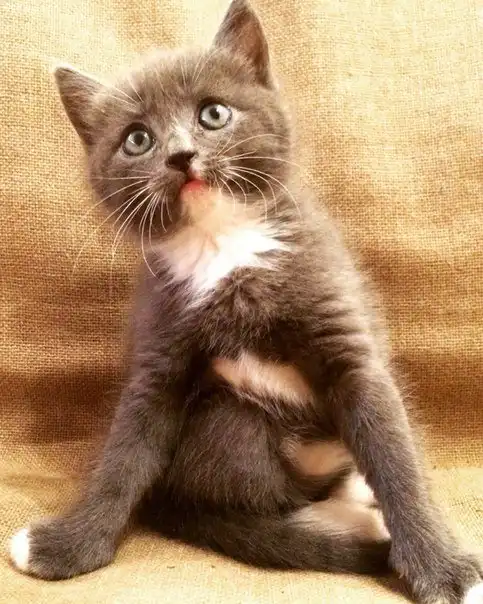 Кошечка (два месяца)