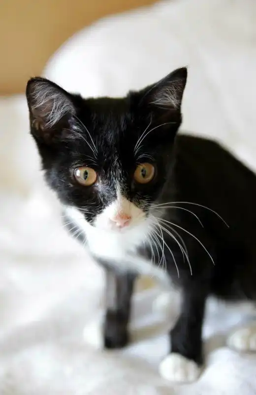 Отдам котёнка Серёжу