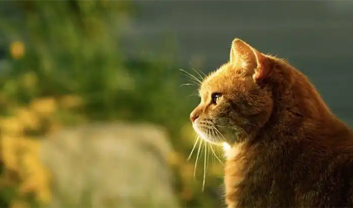 Интересные факты, которые вас позабавят