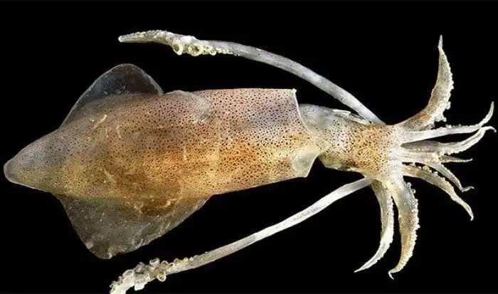 Интересные факты, которые вас позабавят