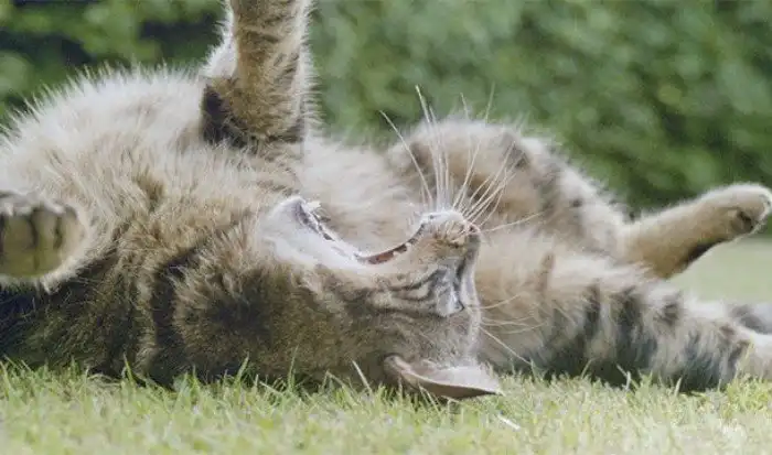 Интересные факты, которые вас позабавят