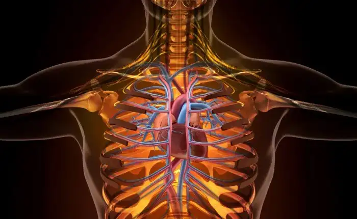 Как сладкая газировка заставляет организм стареть