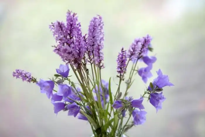 30 фотографий с фиолетовым настроением