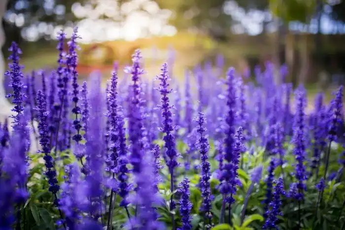 30 фотографий с фиолетовым настроением