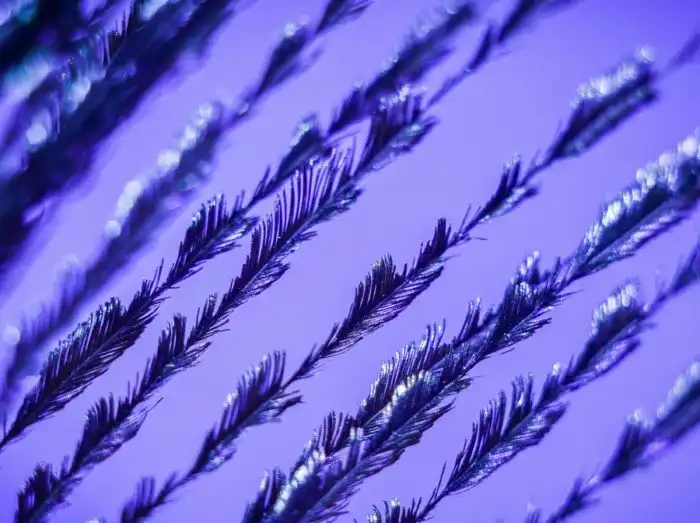 30 фотографий с фиолетовым настроением