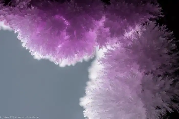 30 фотографий с фиолетовым настроением