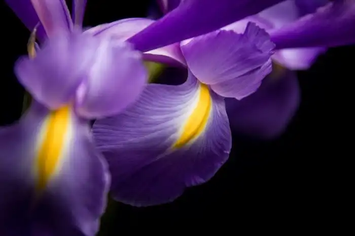 30 фотографий с фиолетовым настроением