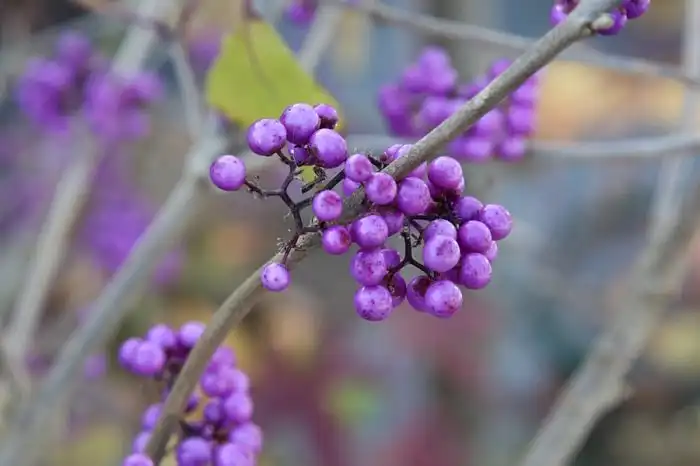 30 фотографий с фиолетовым настроением