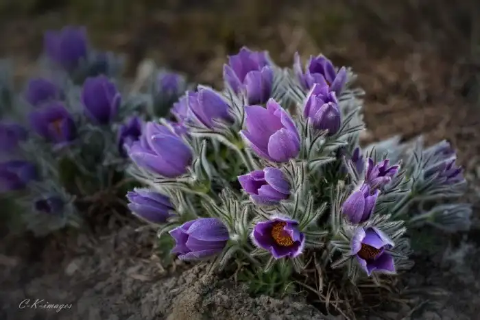 30 фотографий с фиолетовым настроением