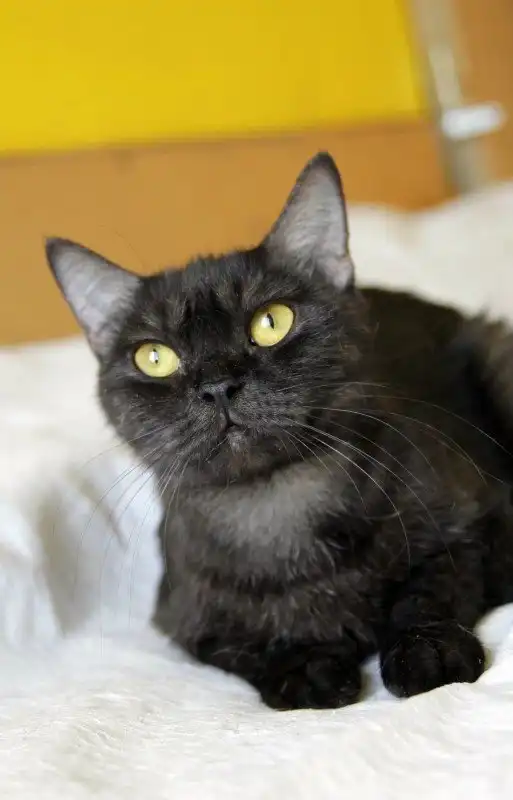 Отдам кошечку Индию