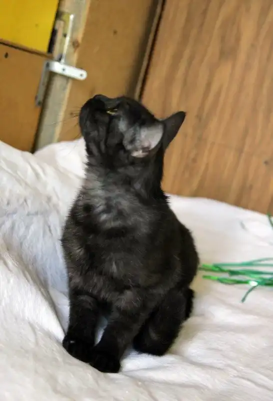 Отдам кошечку Индию