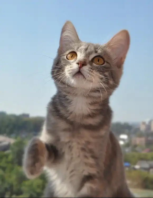 Котёнок Бусинка в добрые руки.