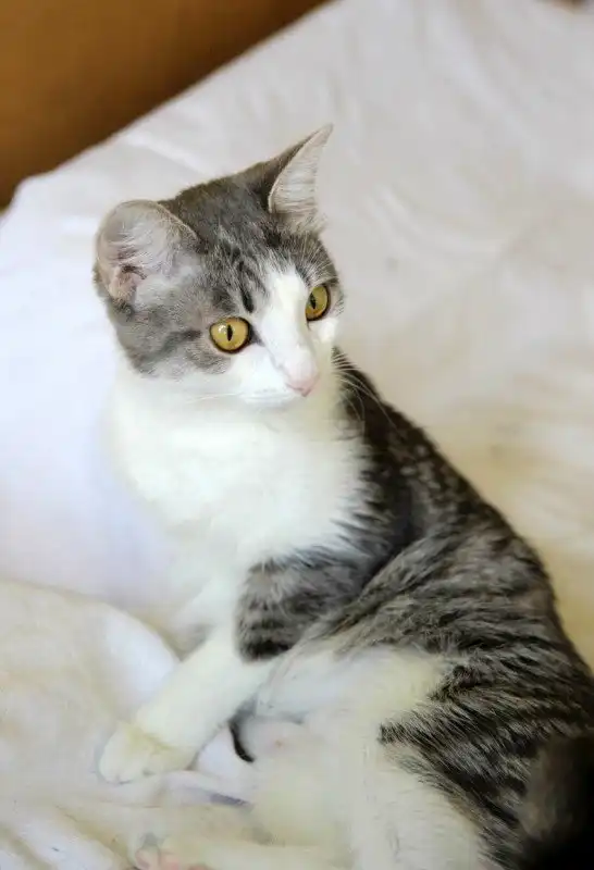 Отдам кошечку Иоланту