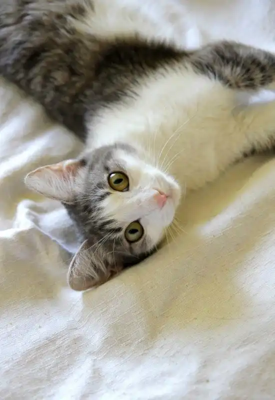 Отдам кошечку Иоланту