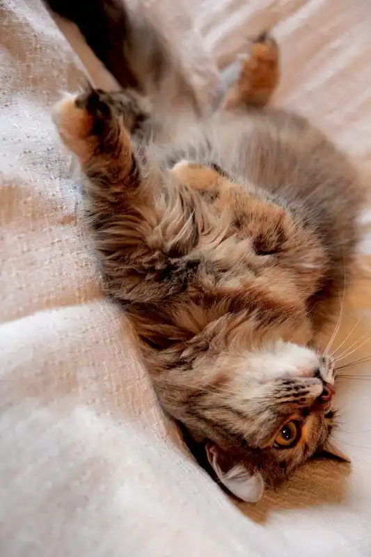 Отдам кошечку Эмму