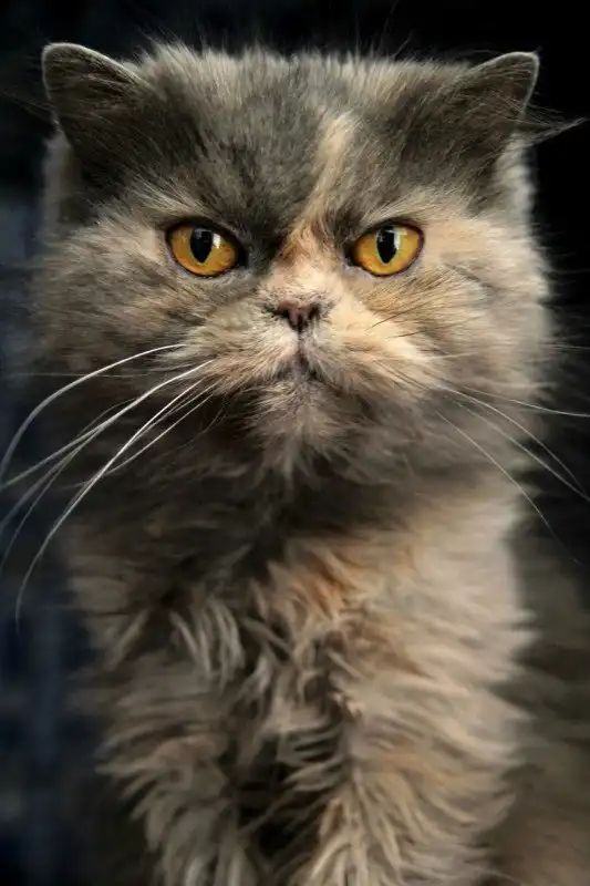 Отдам кошечку Джоконду