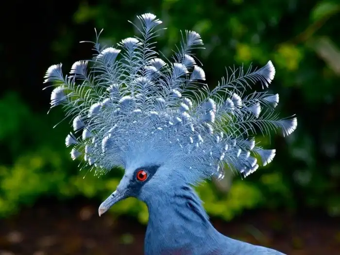 10 странных птиц, в существование которых сложно поверить