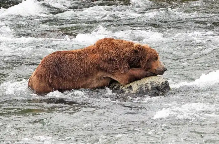 Битва титанов: как два медведя подрались за рыбку