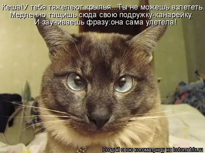 Шутки про сашу. Нет меня зовут что. Котенок я ничего не понимаю. Убедительная просьба мем. Катя картинки прикольные.