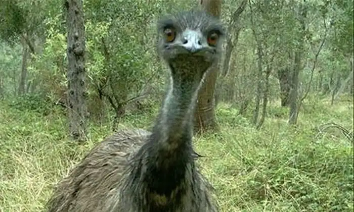 Подборка интересных снимков, сделанных фотоловушками