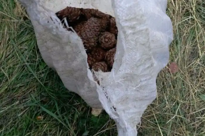 Заблудившийся в тайге подросток со страха напугал медведя