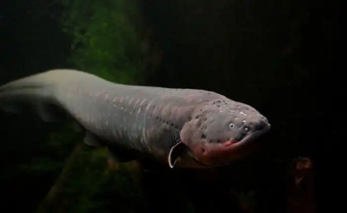 Самые опасные морские создания