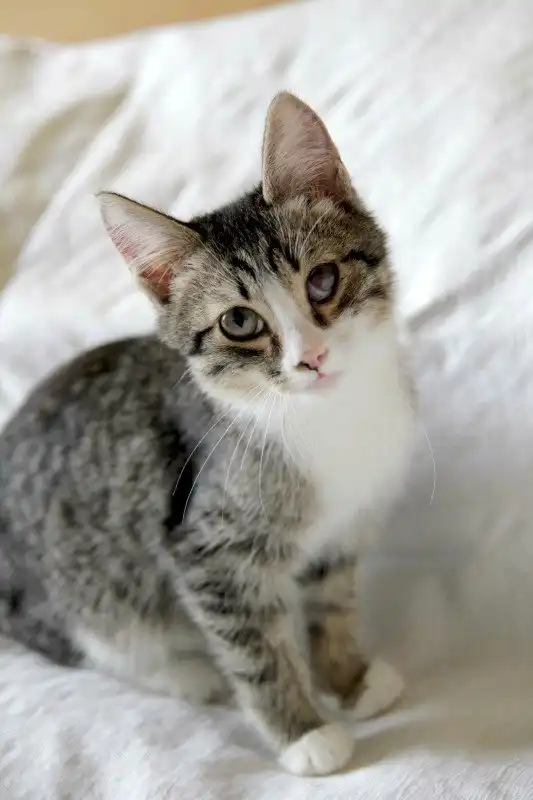 Отдам котёнка мальчика