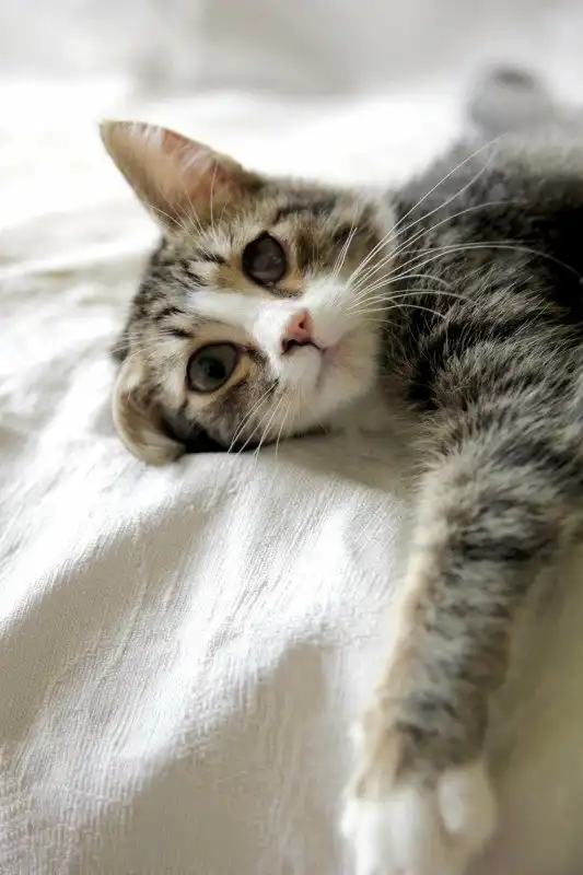 Отдам котёнка мальчика