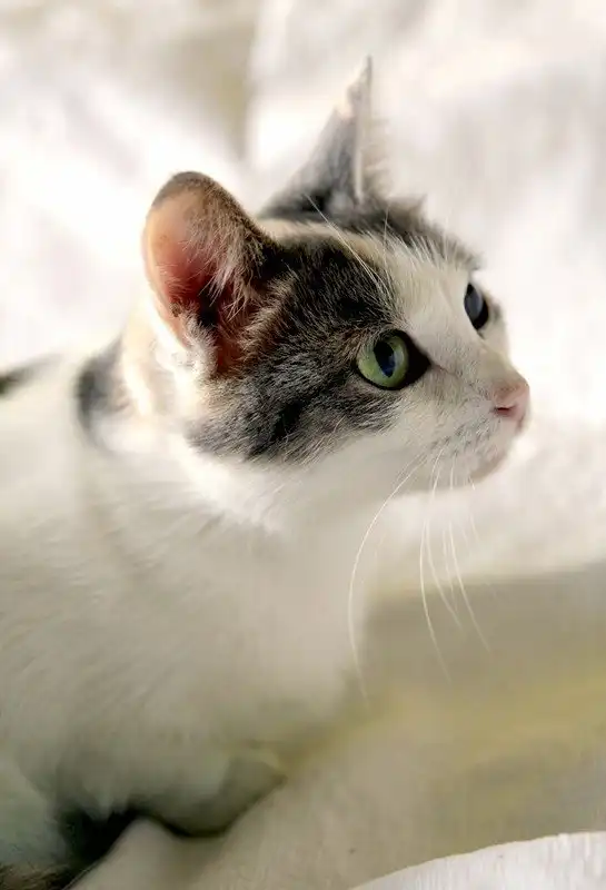 Отдам кошечку Лану